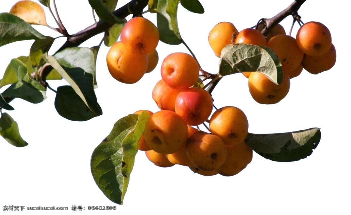 分层水果 果树 水果 树叶 绿叶 红果 野果 分 枇杷 枇杷树 果树树叶图 抠水果树 果实抠图 苹果 樱桃 梨 分层
