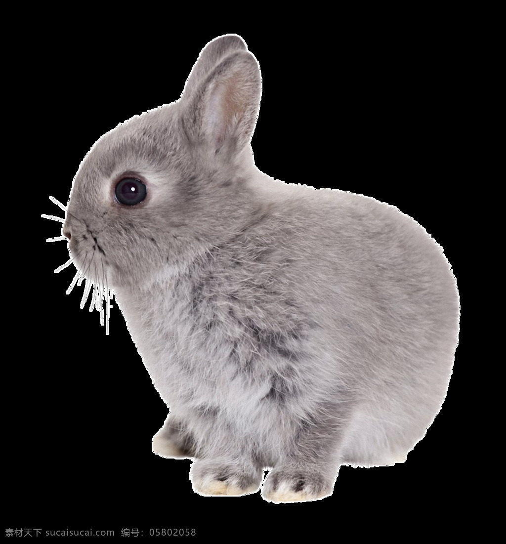 灰色 小 兔子 免 抠 透明 灰色小兔子 可爱 呆 萌 超 可爱小兔子 大兔子 萌兔子 可爱兔子 兔子素材