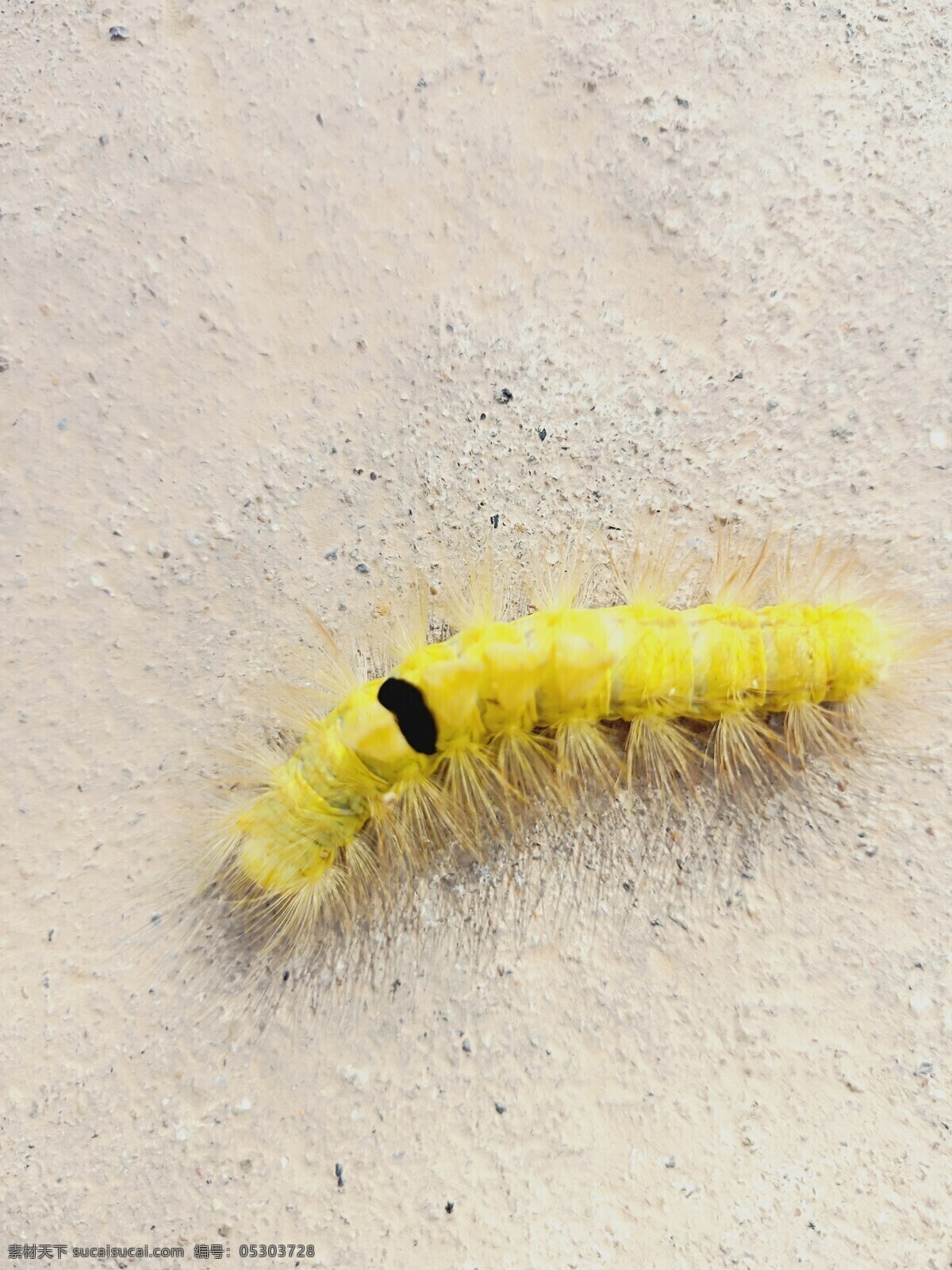 毛毛虫 黄色的 有许多刺 拐着弯的 黑色斑点 生物世界 昆虫