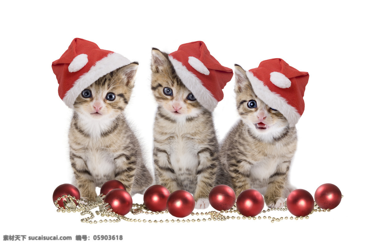 可爱 三 只 小猫 圣诞帽 动物 圣诞节 圣诞素材 节日素材 陆地动物 生物世界 宠物 猫咪图片