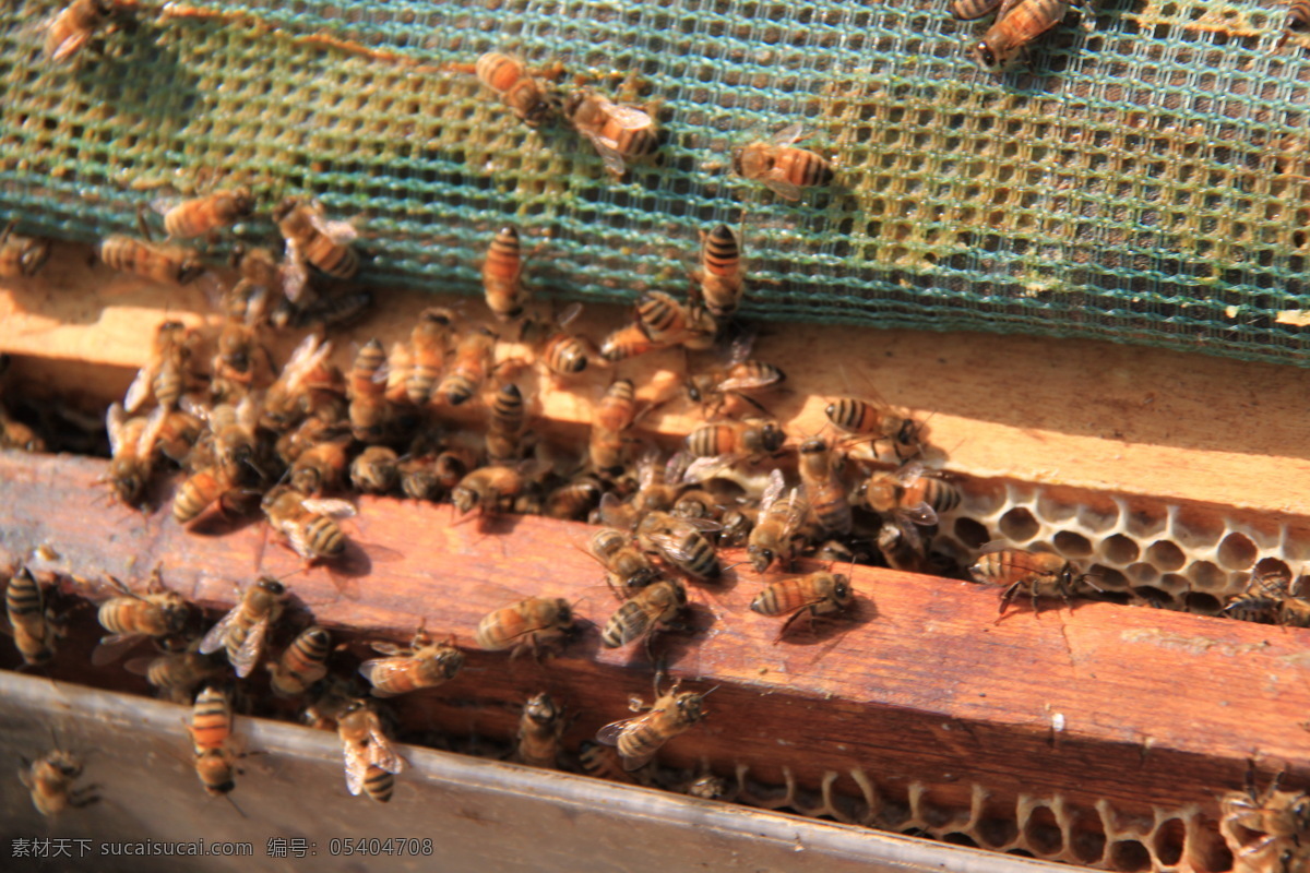 蜜蜂 蜂蜜 蜜蜂采蜜 蜜蜂采蜜过程 自然采蜜 蜂蜜原创 昆虫 生物世界