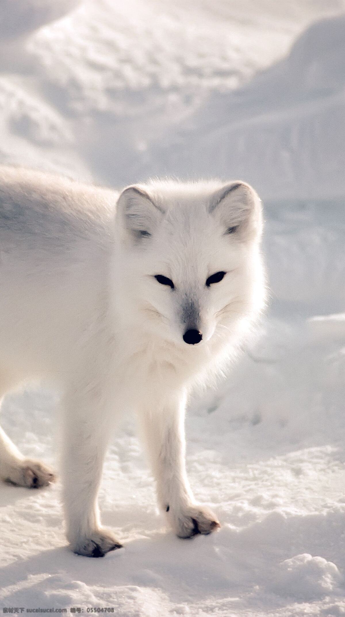 保护 白色 北极狐 白色北极狐 冰雪冬天 北极动物 大自然 保护野生动物 狐狸 生物世界 野生动物