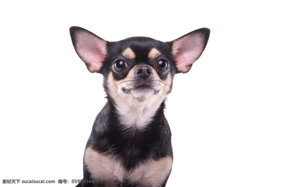 大耳朵的狗 狗 野生动物 动物世界 陆地动物 生物世界 白色
