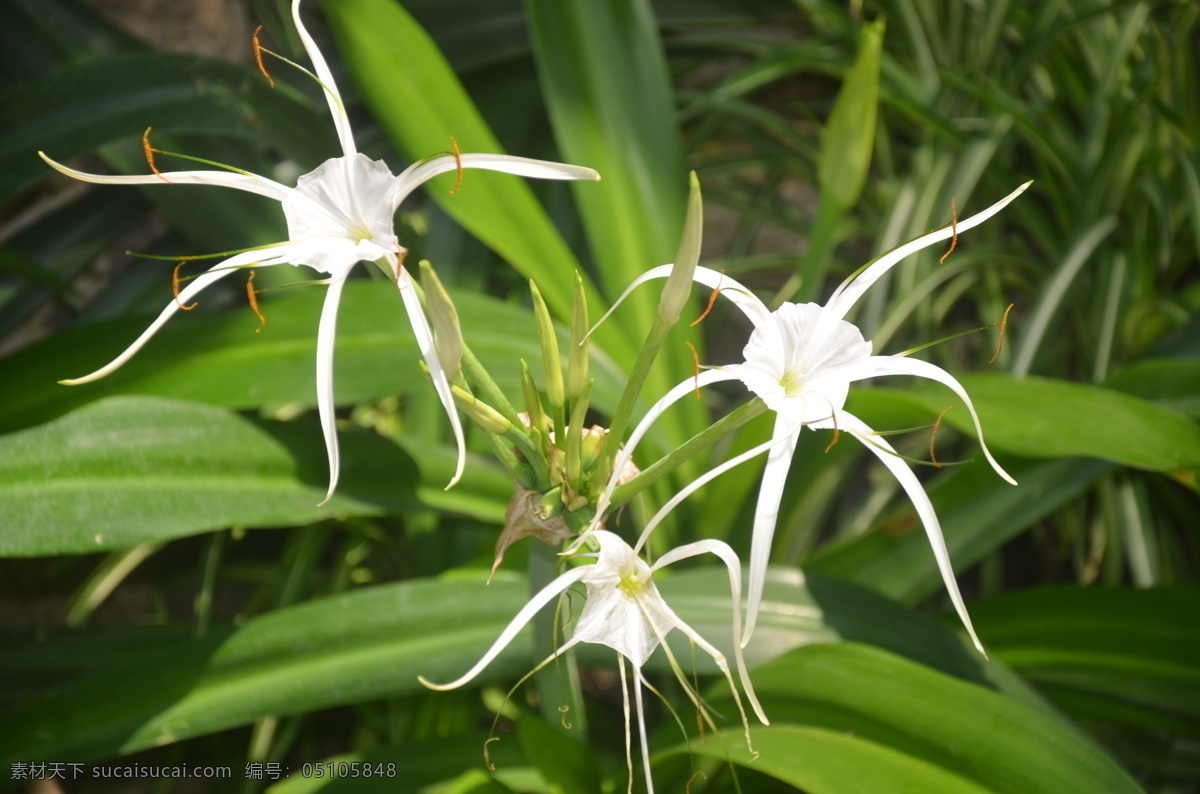 花卉 蜘蛛兰 水鬼蕉 美丽水鬼蕉 花茎顶端 生花3至8朵 白色 花卉系列 生物世界 花草