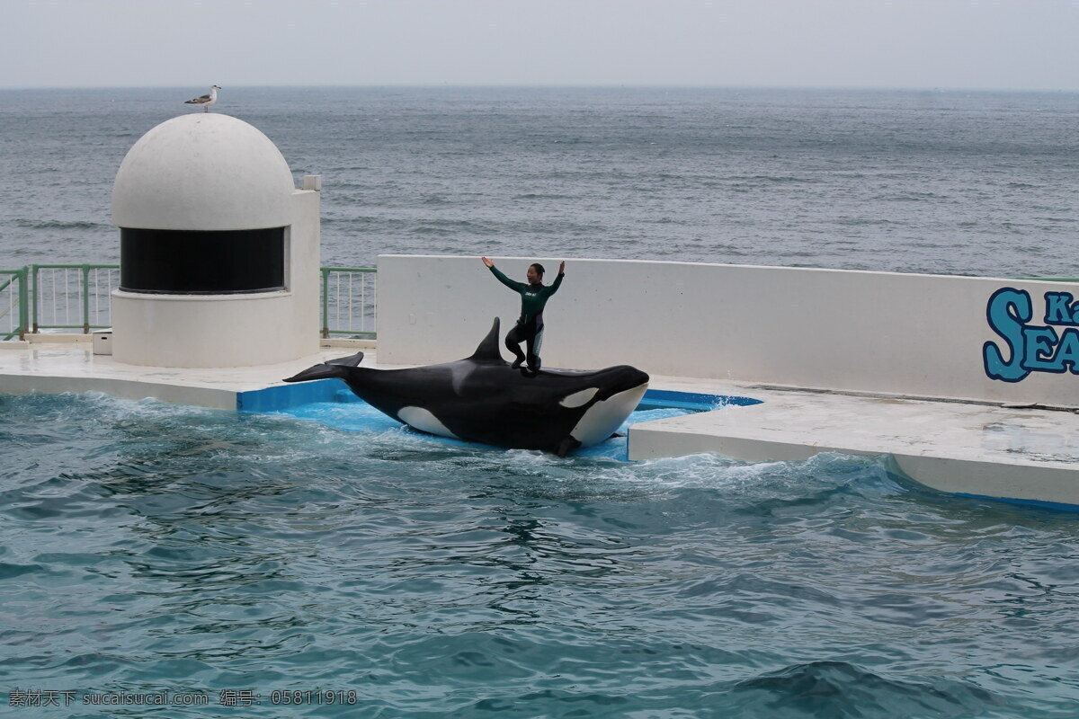 海洋公园虎鲸表演素材图片下载-素材编号05811918-素材天下图库