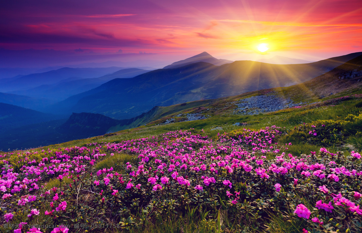 山坡 上 花朵 风景 美景 夕阳美景 山坡美景 山坡上的花朵 植物 山上的植物 草地图片 夕阳 红日 早晨 景观 花草树木 生物世界