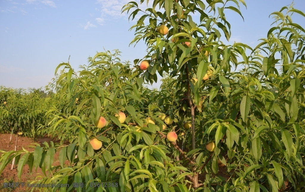 桃子 桃树 水果 果树 未成熟 生物世界 旅游摄影 自然风景