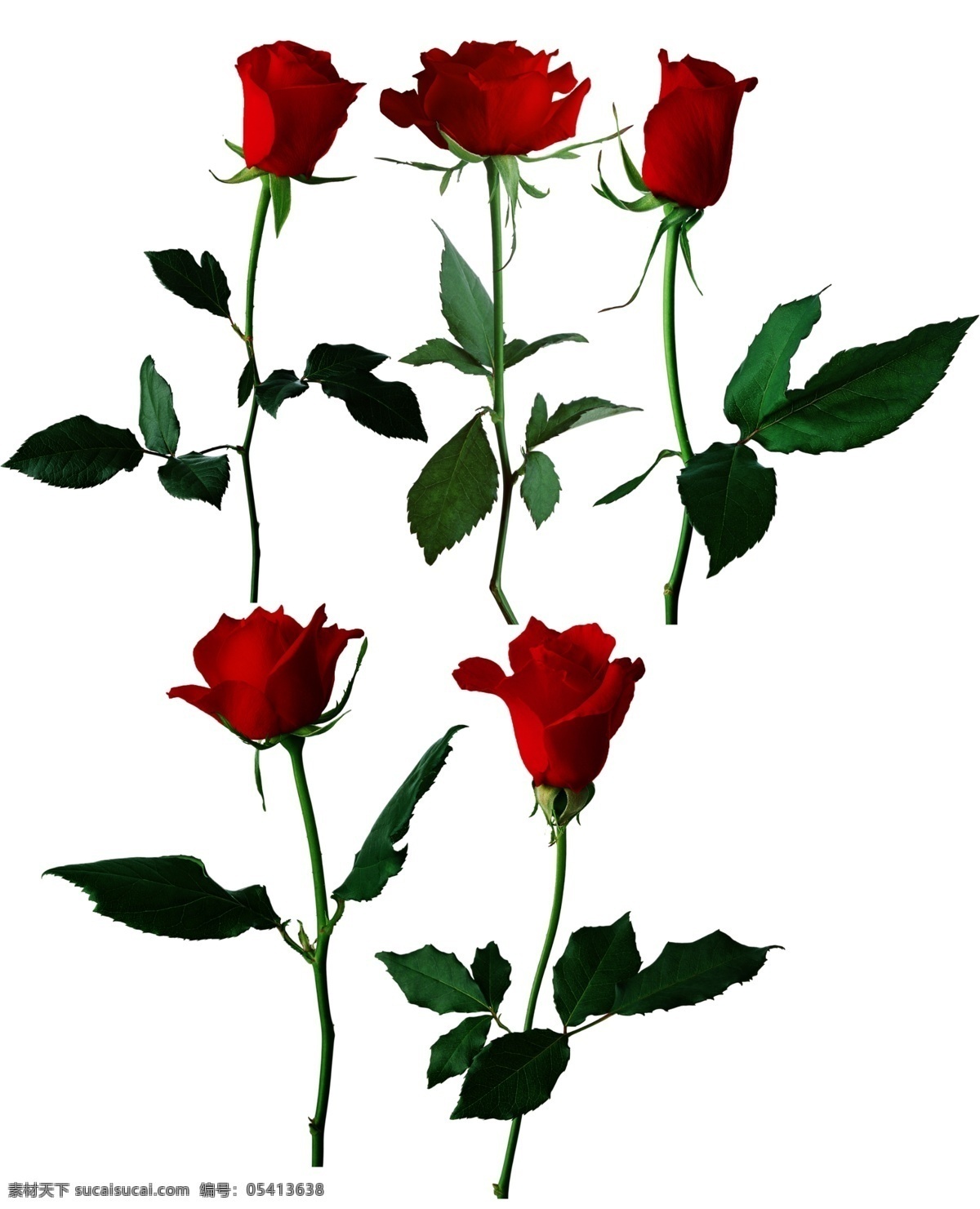 瑰花 玫瑰花瓣 红玫瑰 红玫瑰素材 玫瑰花