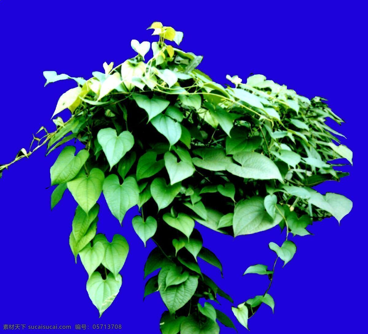 灌木 植物 贴图素材 建筑装饰 2004 设计素材 蓝色
