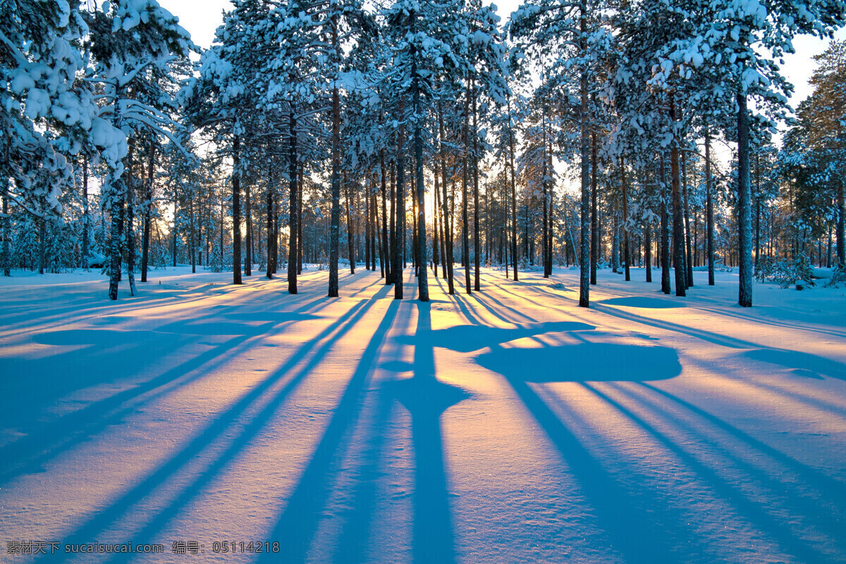 冬天 日出 下 树木 雪地 美景 风景 自然风光 山水风景 风景图片