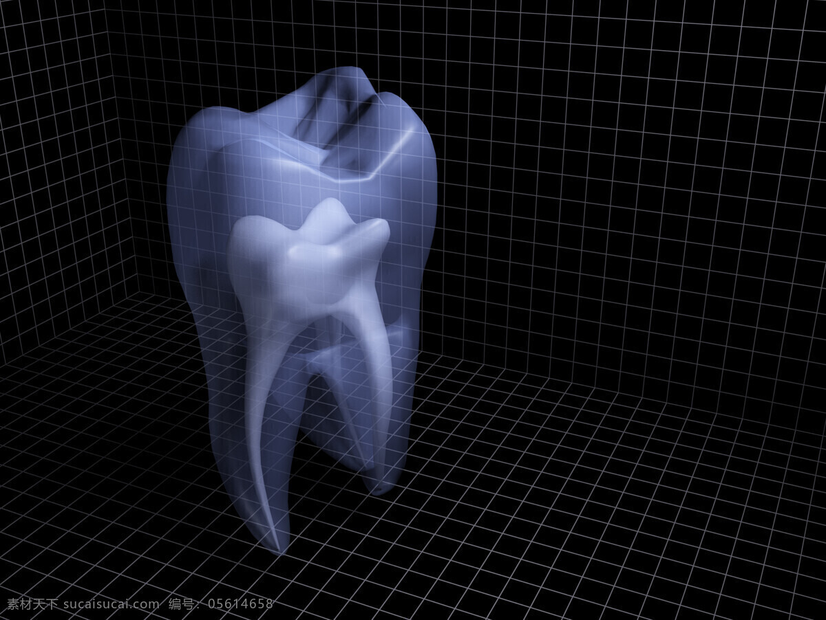 牙齿 器官 牙齿结构 人体器官 人体器官图 人物图片