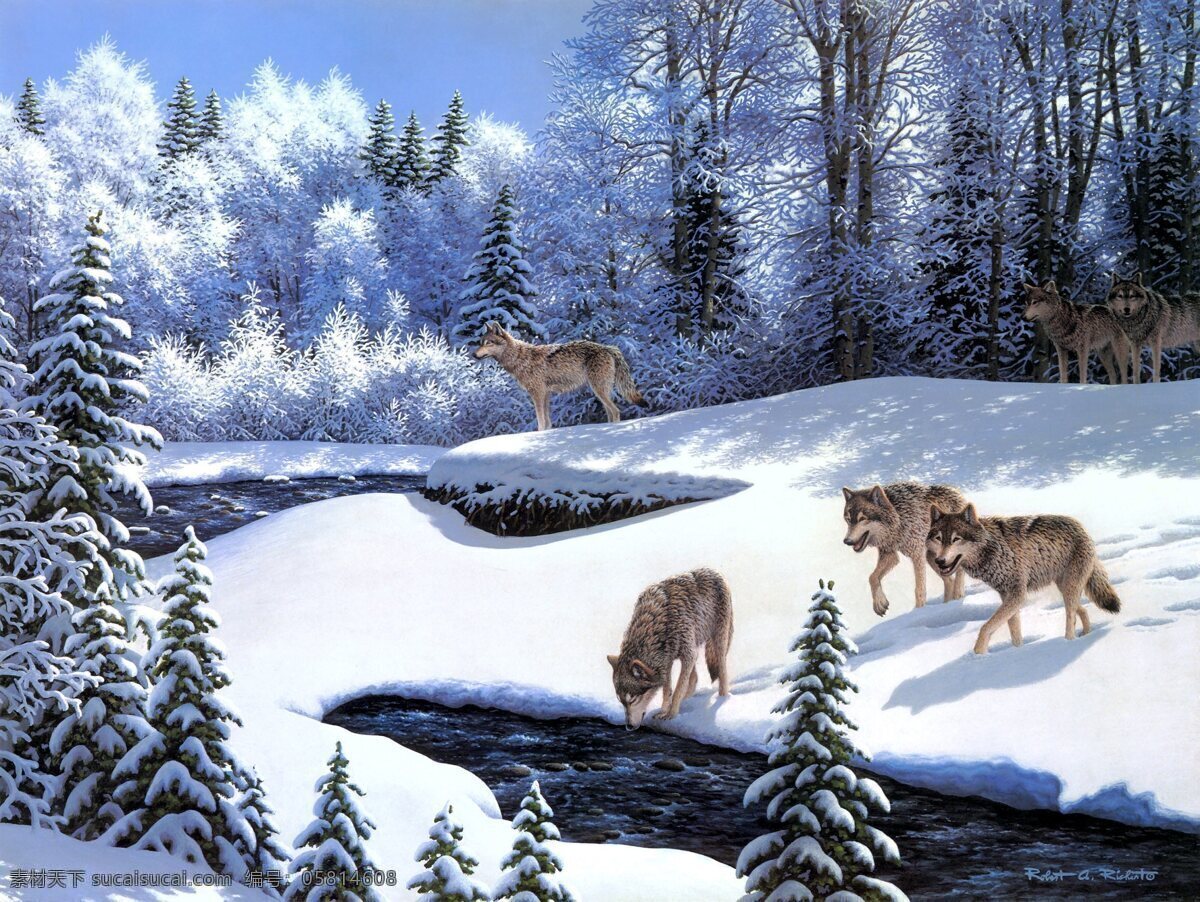 狼群 狼 喝水 雪地 北方 冬天冬季 河流 冰河 森林 白色世界 野性 野生动物 生物世界