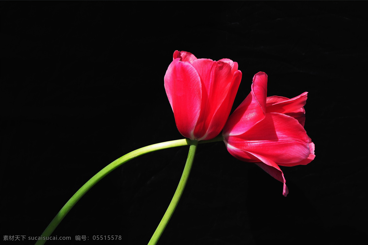 高清 红色 郁金香 鲜花 花卉 花朵 花枝