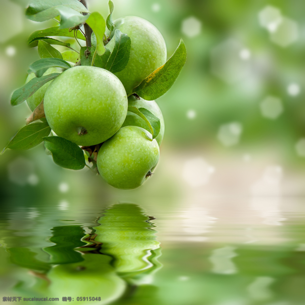 树枝 上 青苹果 水中 倒影 树叶 食物 水果 农业生产 现代科技