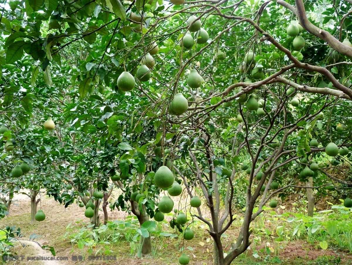 柚子树 果园 柚子 自留地 风景 树木树叶 生物世界