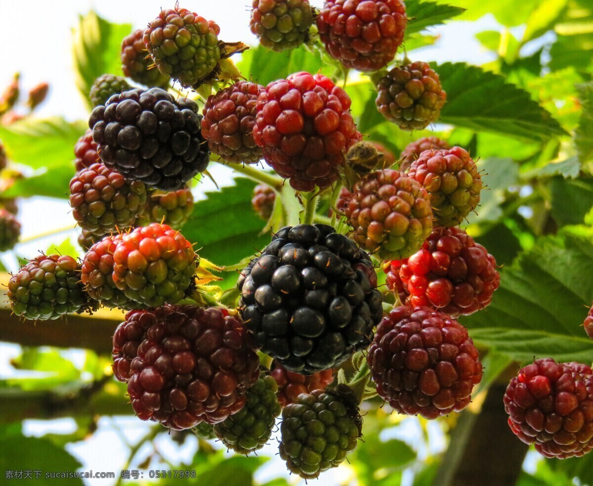 野草莓 树莓 山果 野果实 红树莓 美味水果 浆果 水果 生物世界