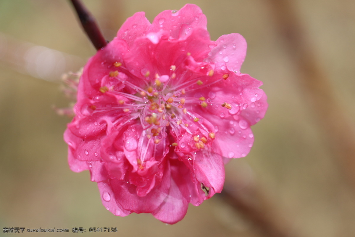 雨中的桃花 桃花 植物 桃红 春天 开花 生物 桃花园 花朵 花草 花瓣 生物世界