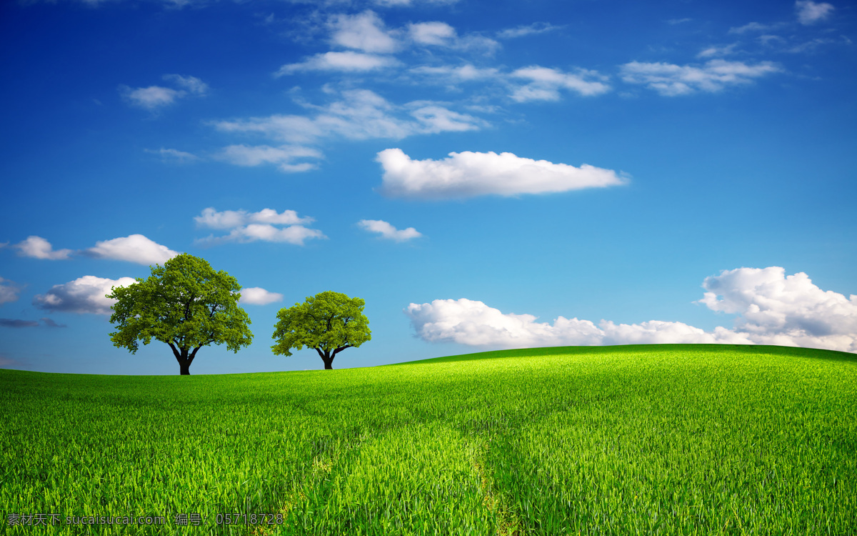 草地 上 小树 草地同 绿色 蓝天 白云 花草树木 生物世界