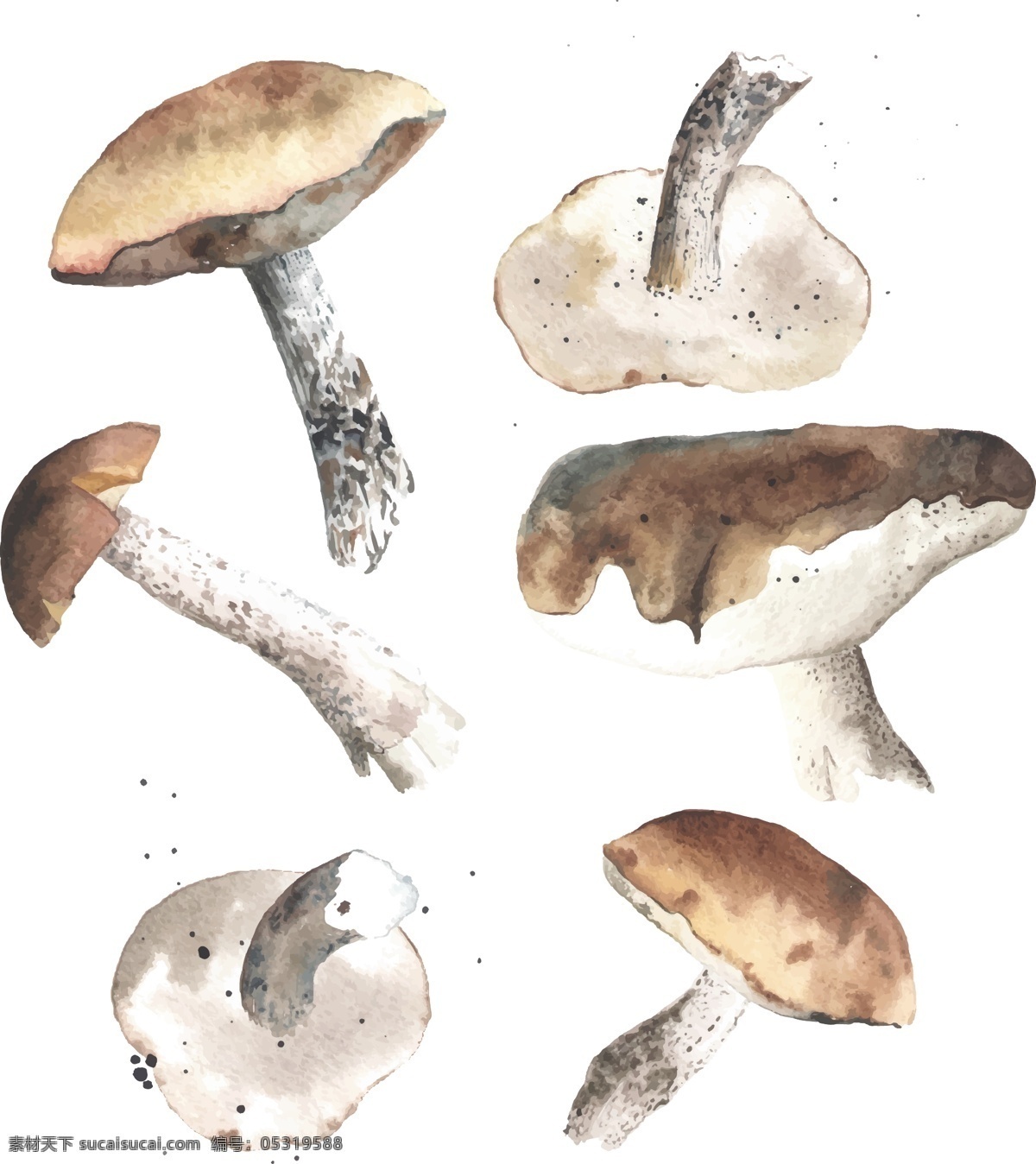 清新 水彩 绘 蘑菇 插画 菌类 时尚 手绘 水彩绘