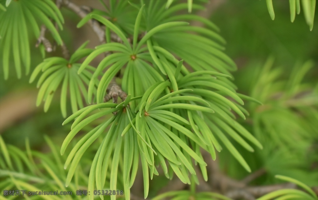 金钱松 松树 金松 水树 叶片条形 生物世界 花草