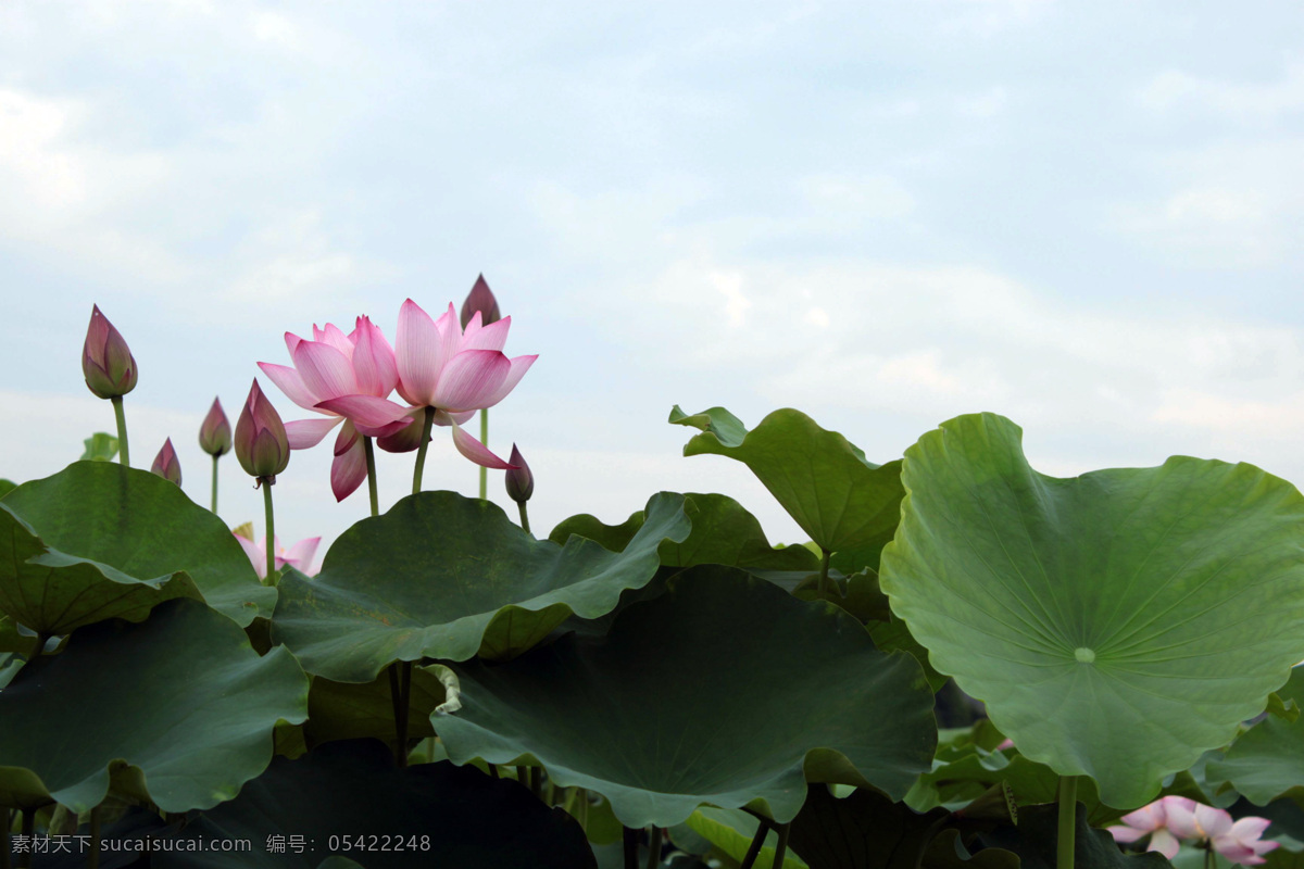 莲叶 荷花 莲花图 莲子 天空