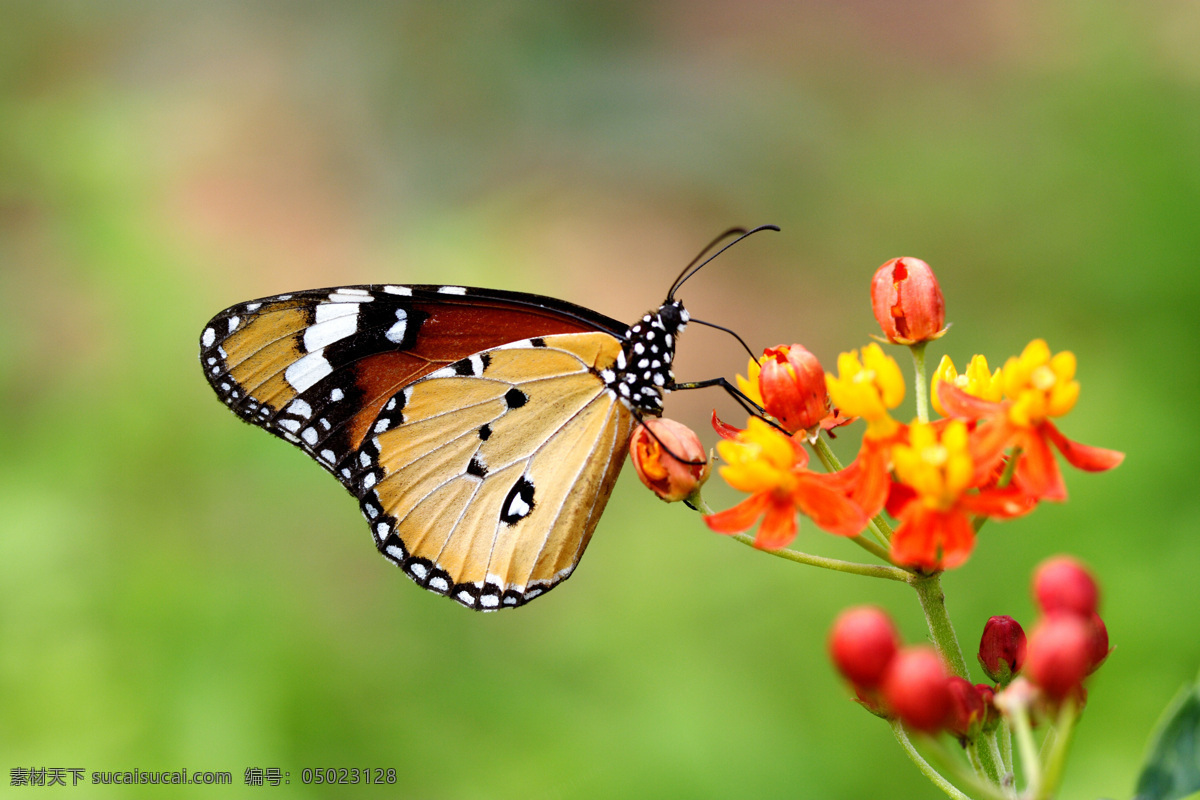 昆虫 动物 蝴蝶 美丽蝴蝶 采蜜 鲜花 昆虫世界 生物世界 绿色