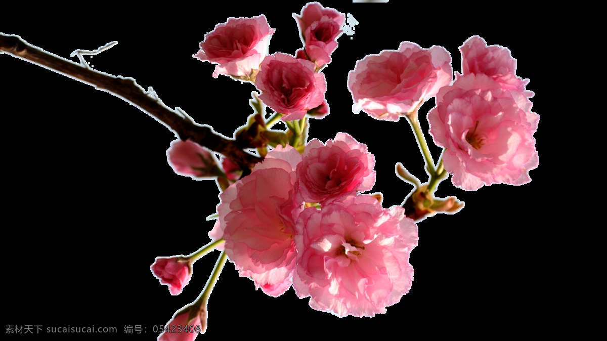 盛开 樱花 树枝 鲜花 红色 粉红色 花蕊 花苞 樱花瓣 开花 花 美丽的樱花 花的花瓣