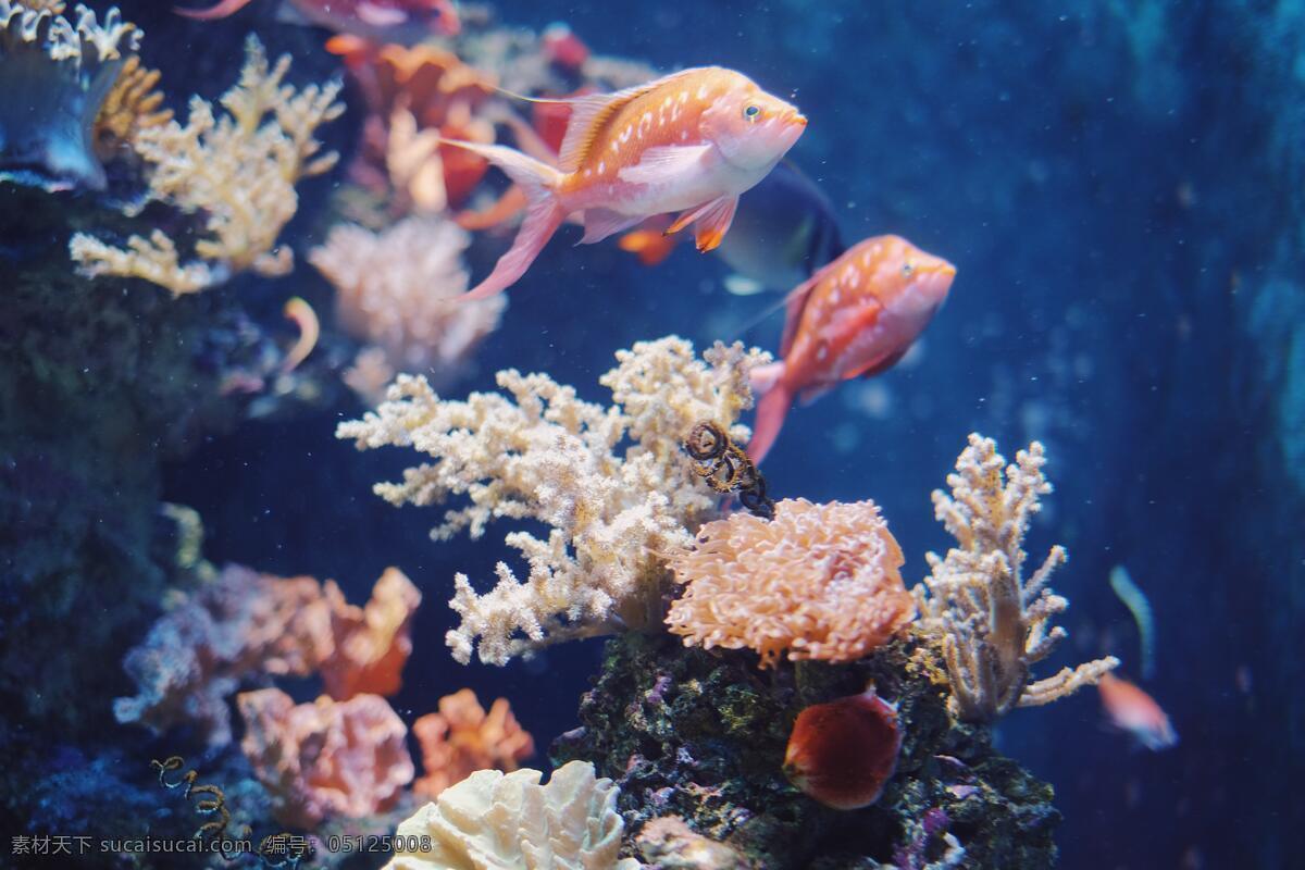 两 条带 珊瑚礁 红色 小鱼 海底世界 鱼摄影 鱼 珊瑚 海洋景观 大海 海鱼 海洋馆 海洋世界 海洋 海底背景 海洋背景 深海鱼宫 水下世界 海底鱼 海底生物 生物世界 海洋生物 海