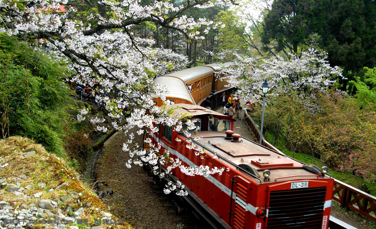 阿里山小火车 台湾 台湾游 阿里山 火车 树林 樱花 森林 森林公园 生态公园 休闲 交通工具 现代科技