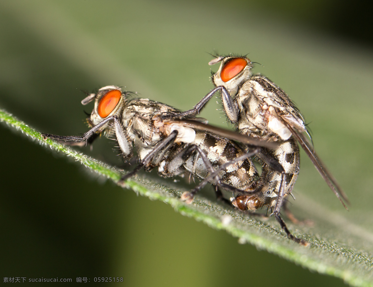 交配 苍蝇 昆虫 动物摄影 动物世界 昆虫世界 生物世界 黑色