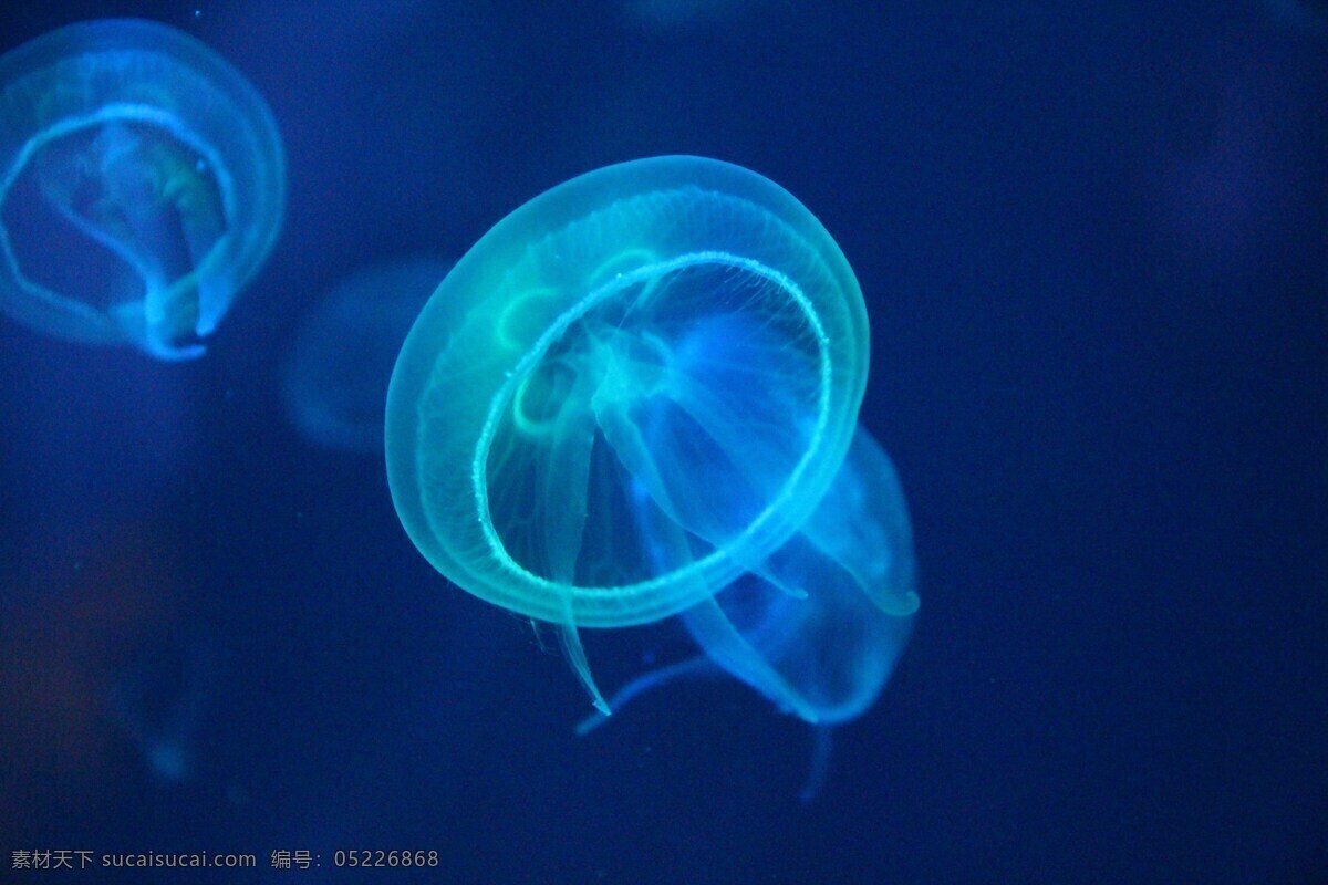 动物 蓝色 生物 危险 黑暗 深度 水母 浮动 发光 海洋 自然 背景 深海 生物世界 海洋生物