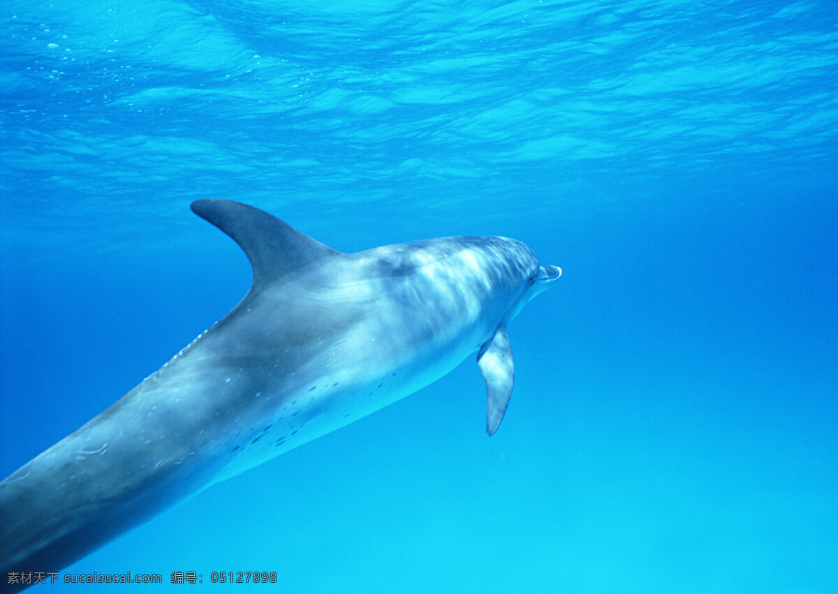 大海 里 鲸鱼 动物世界 海底生活 海水 水中生物 生物世界