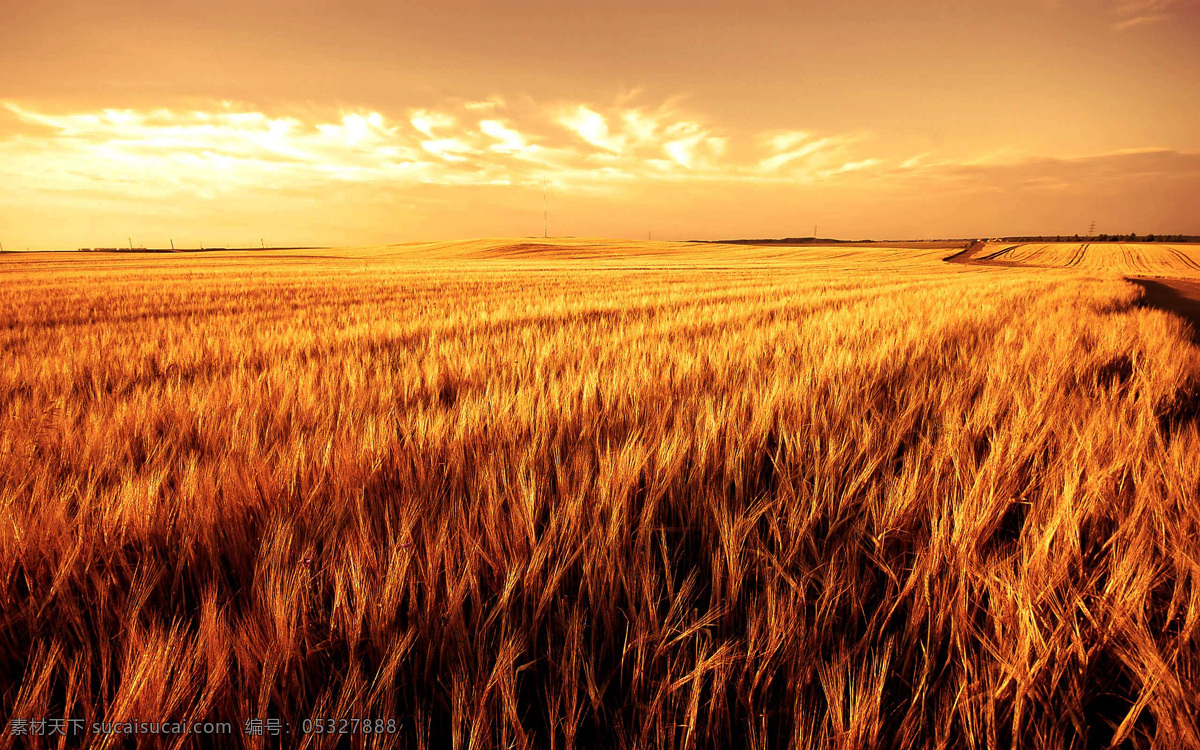 金色麦田 麦子 金色天空 白云 麦地 自然风景 自然景观