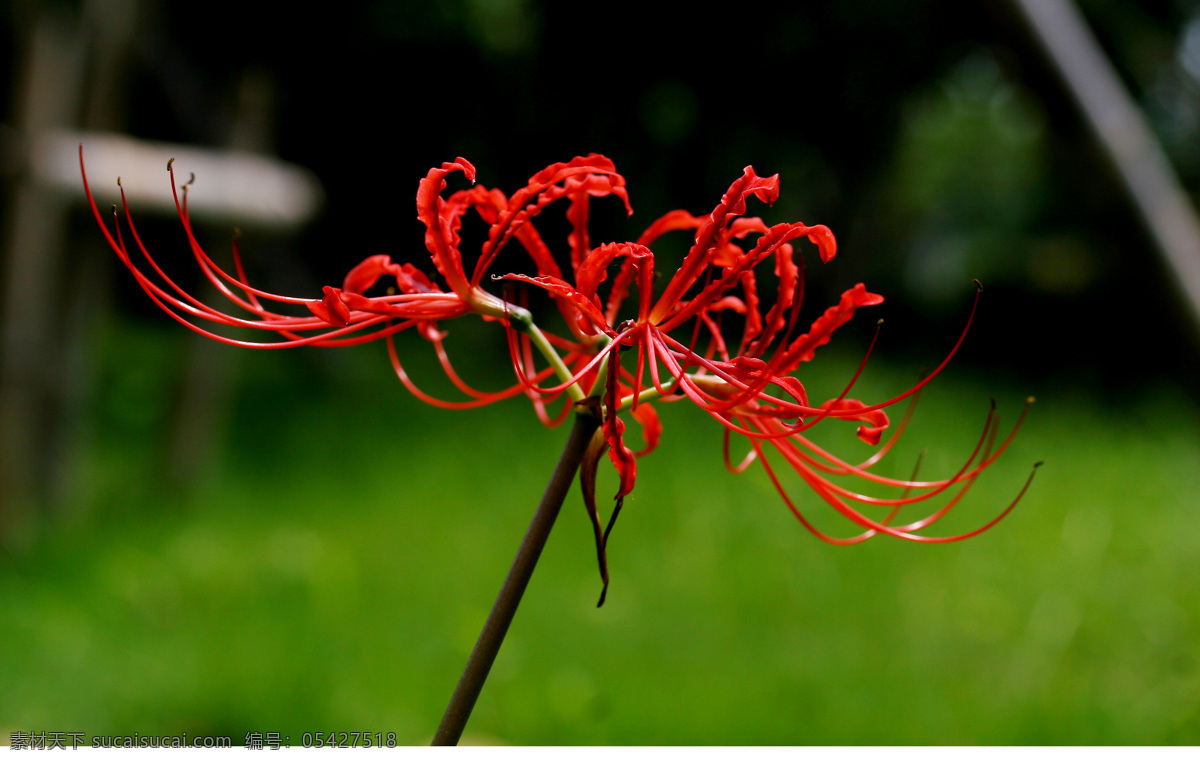 红色彼岸花 彼岸花 红色 植物 自然生态 花草 生物世界