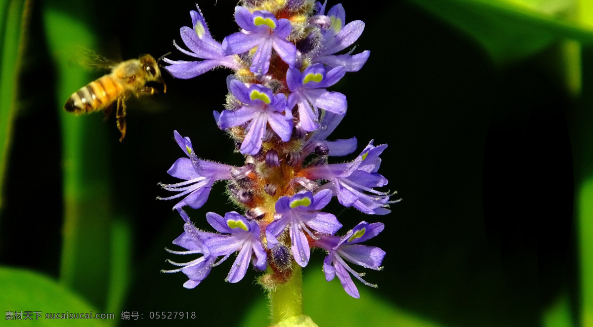 高清 蜜蜂 花草 紫色 花卉 花朵 植物