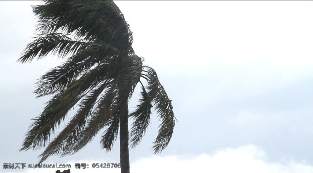 台风 袭 雨天 棕榈树 抵挡 大风 实拍 高清 视频 台风来袭 抵挡大风 高清视频素材