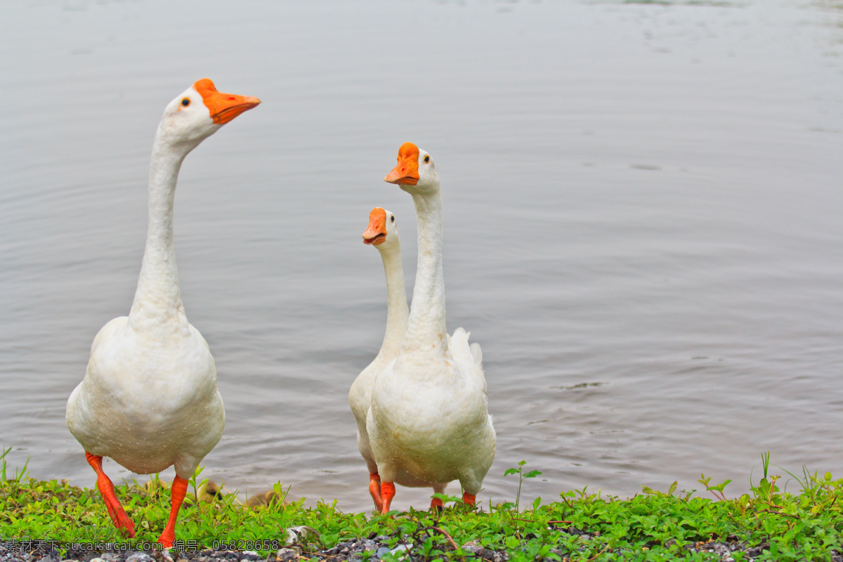 大 白鹅 摄影图片 大白鹅 湖边 水塘 绿草 家禽家畜 生物世界