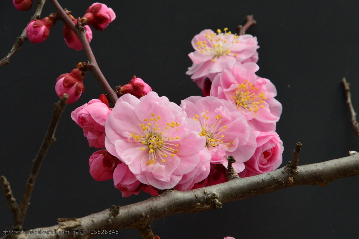 梅花 酸梅 黄仔 合汉梅 花朵 花瓣 花蕊 花儿 花卉 枝叶 绿化景观 植物园风景 植物园美景 榆叶梅腊梅 生物世界 花草