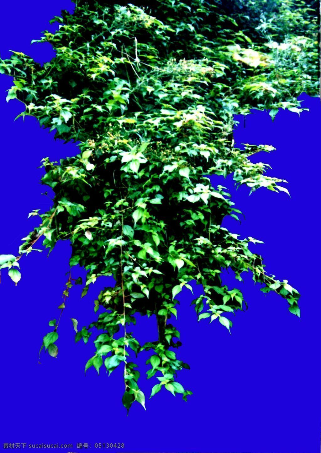 灌木 植物 贴图素材 建筑装饰 2003 设计素材 蓝色