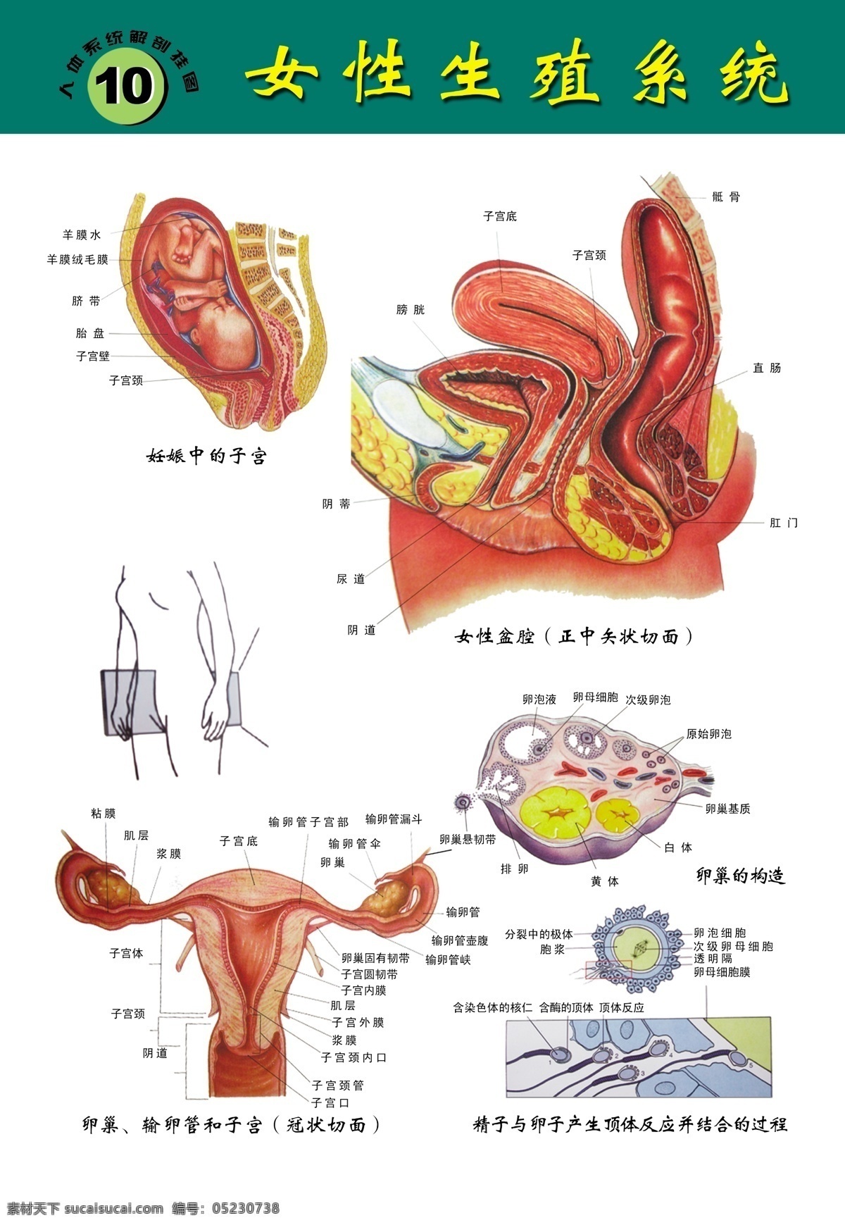 医院 发 性 生殖 系统 挂图 发性 生殖系统 女性 器官 图 源文件