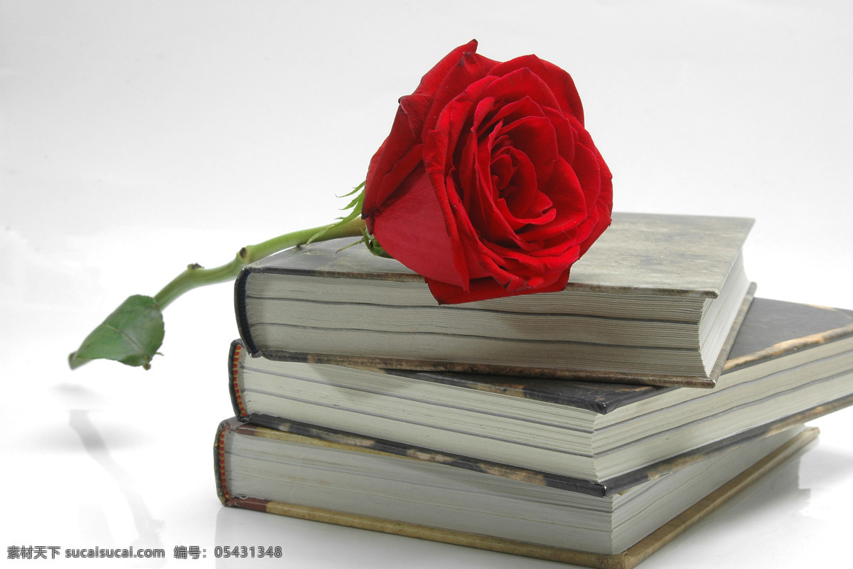 书本 红色 玫瑰 红色玫瑰 玫瑰花 花朵 鲜花 花草树木 生物世界