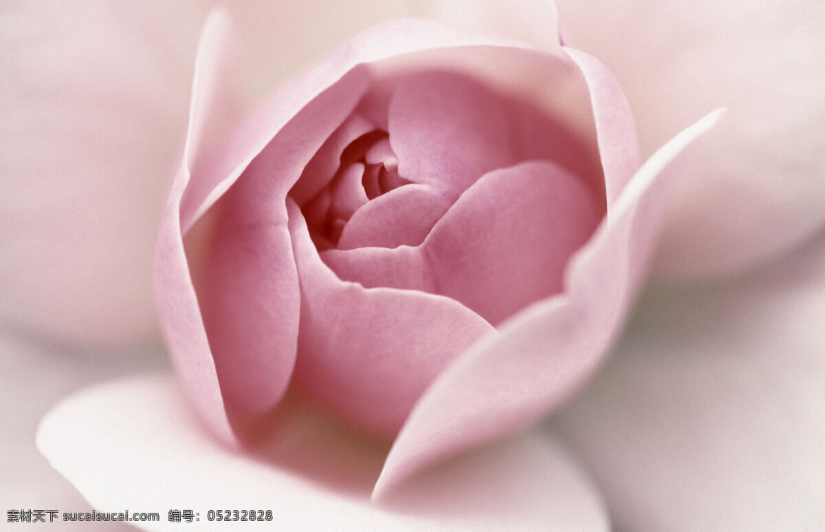 粉色 玫瑰 花 粉色玫瑰 含苞欲放 唯美 浪漫 温馨 花草树木 生物世界
