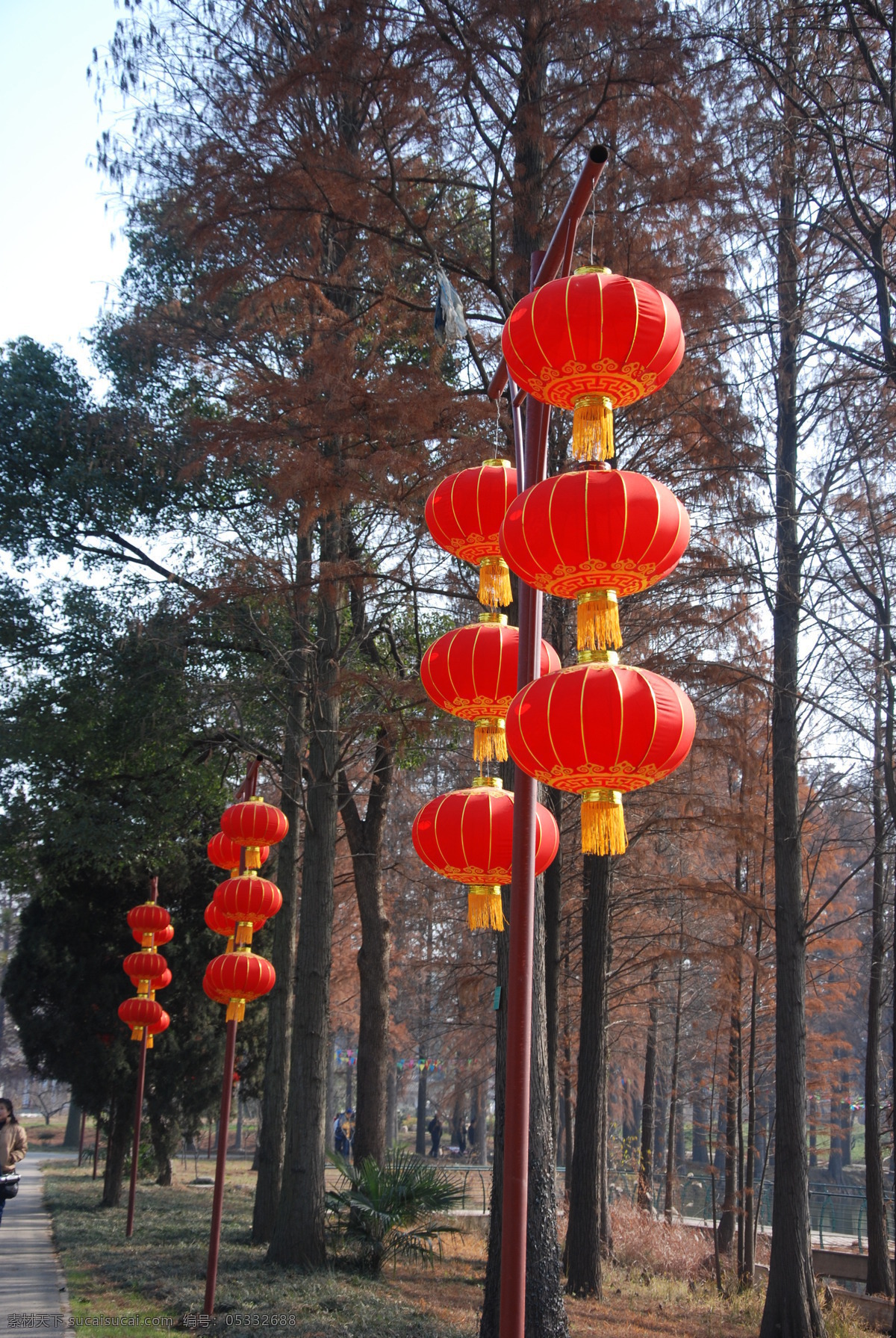 红灯笼 水杉 天空 蓝天 阳光 传统文化 文化艺术