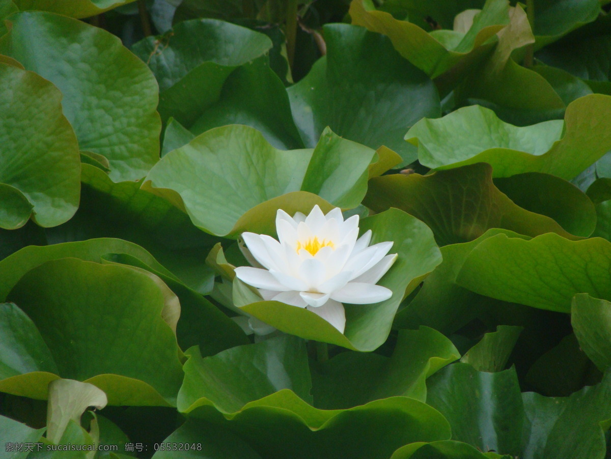 莲花 水莲 睡莲 荷叶 白色莲花 生物世界 花草