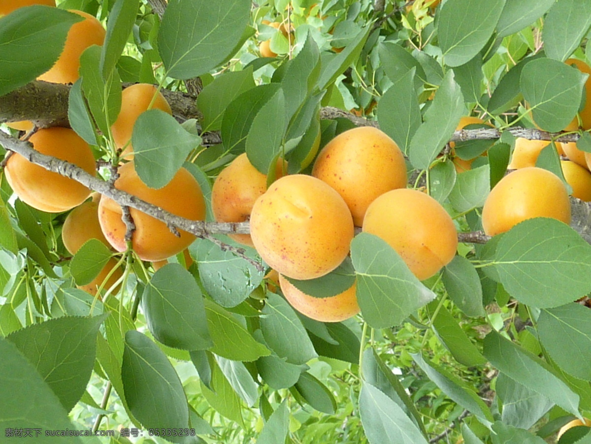黄杏 杏儿 黄色 水果 丰收 田园风光 自然景观