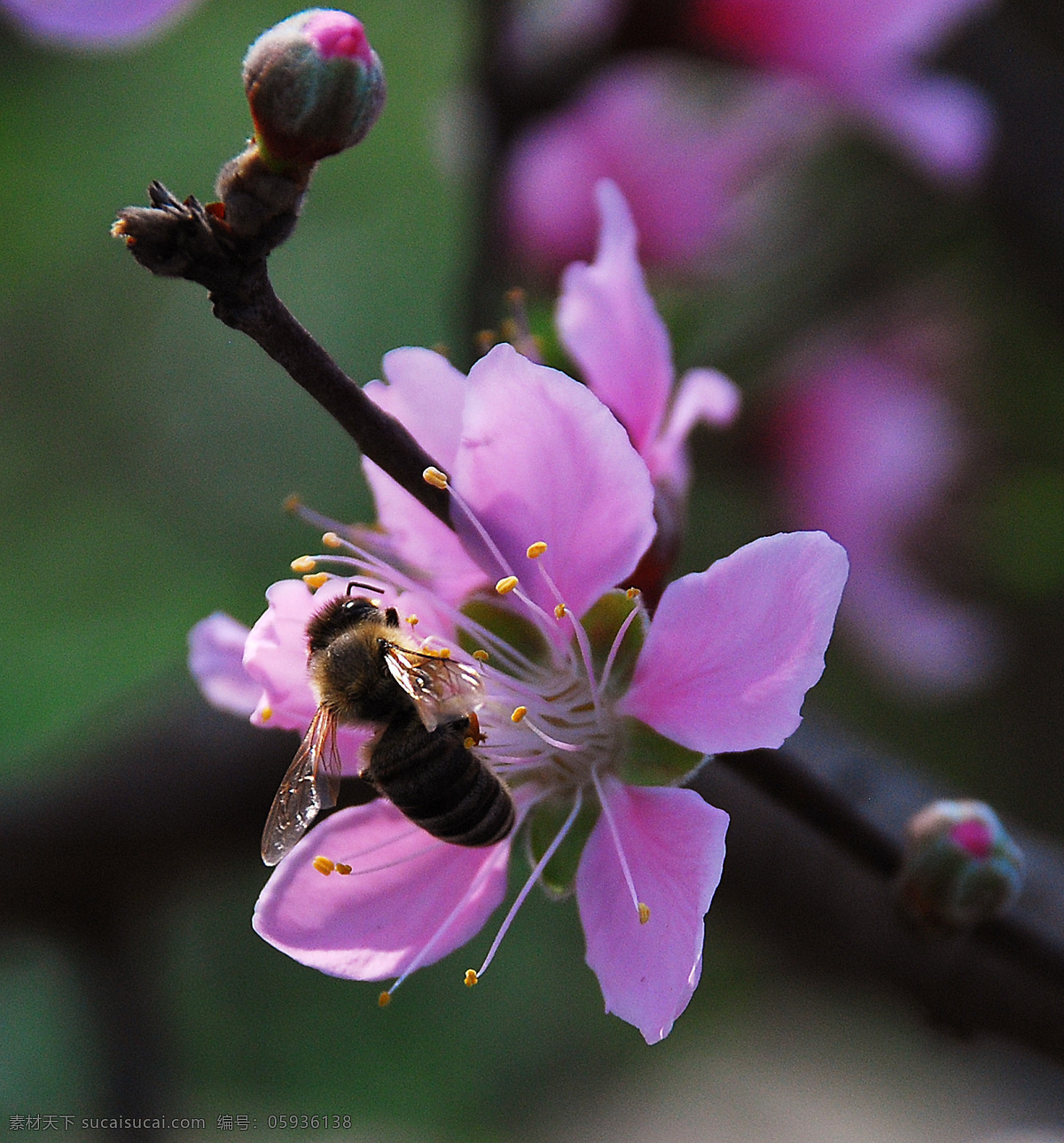 蜜蜂 春天 飞舞 花香 昆虫 生物世界 盛开 桃花 采蜜