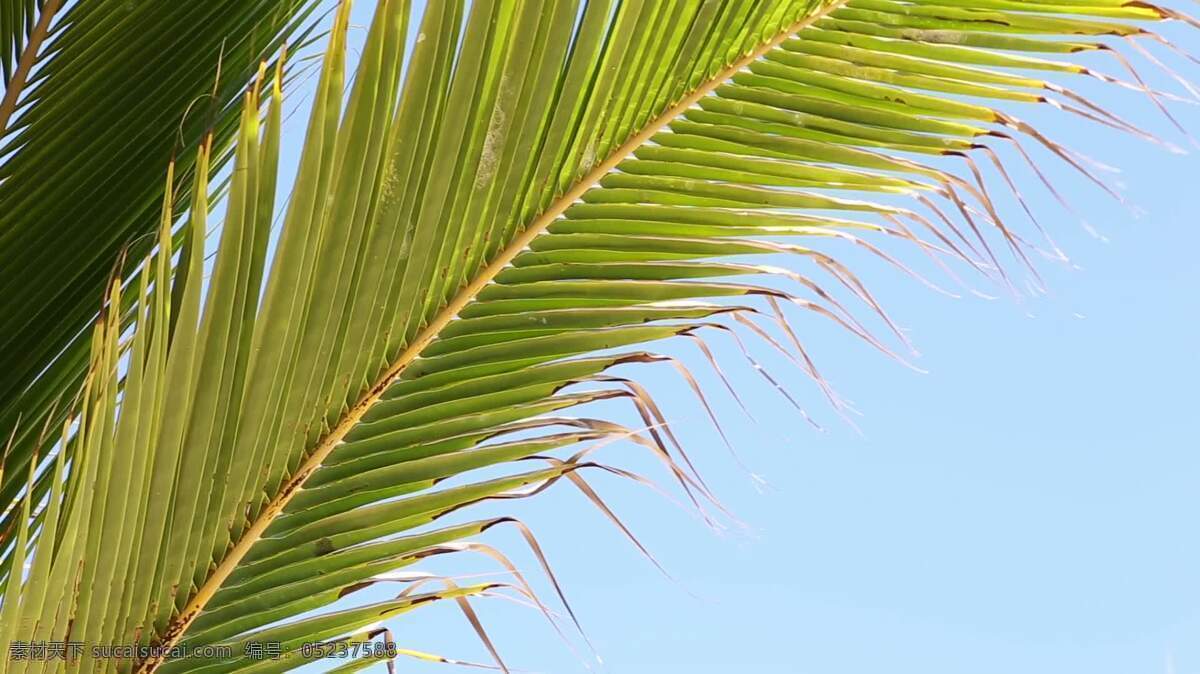 棕榈树离叶近 假期 自然 棕榈 树 叶 茎 秆 分支 热带的 天堂 背景 假日 加勒比海的 马尔代夫 岛 热的 晴朗的 阳光 绿色 微风 棕榈树 蕨类植物 植物 热带地区