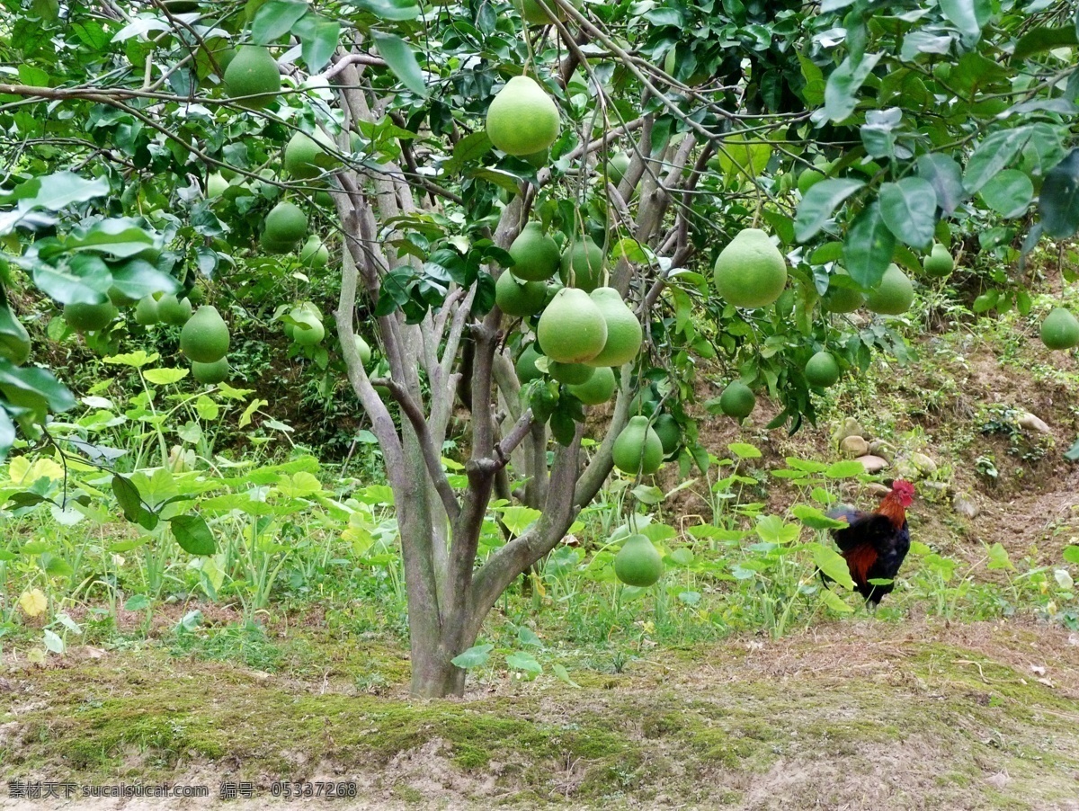 柚子树 果园 柚子 自留地 风景 树木树叶 生物世界