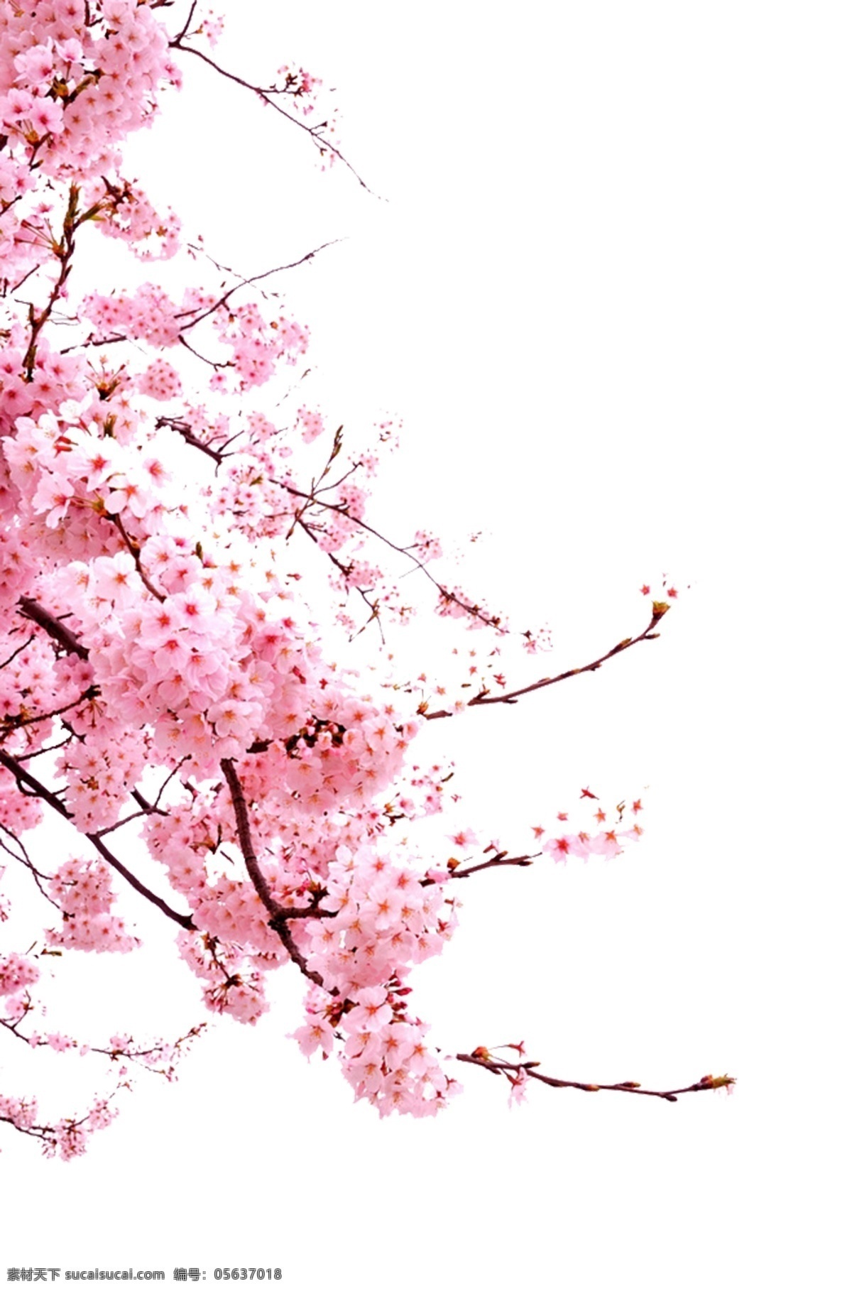 粉红樱花元素 樱花 桃花 春天 春季 红色 樱花节