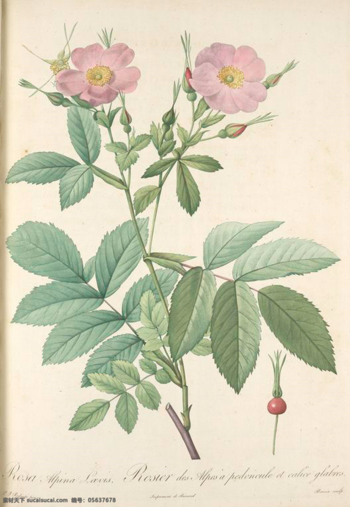 1982 法国 手绘 复古 油画 花卉 花 玫瑰 艺术名画 植物图 文化艺术